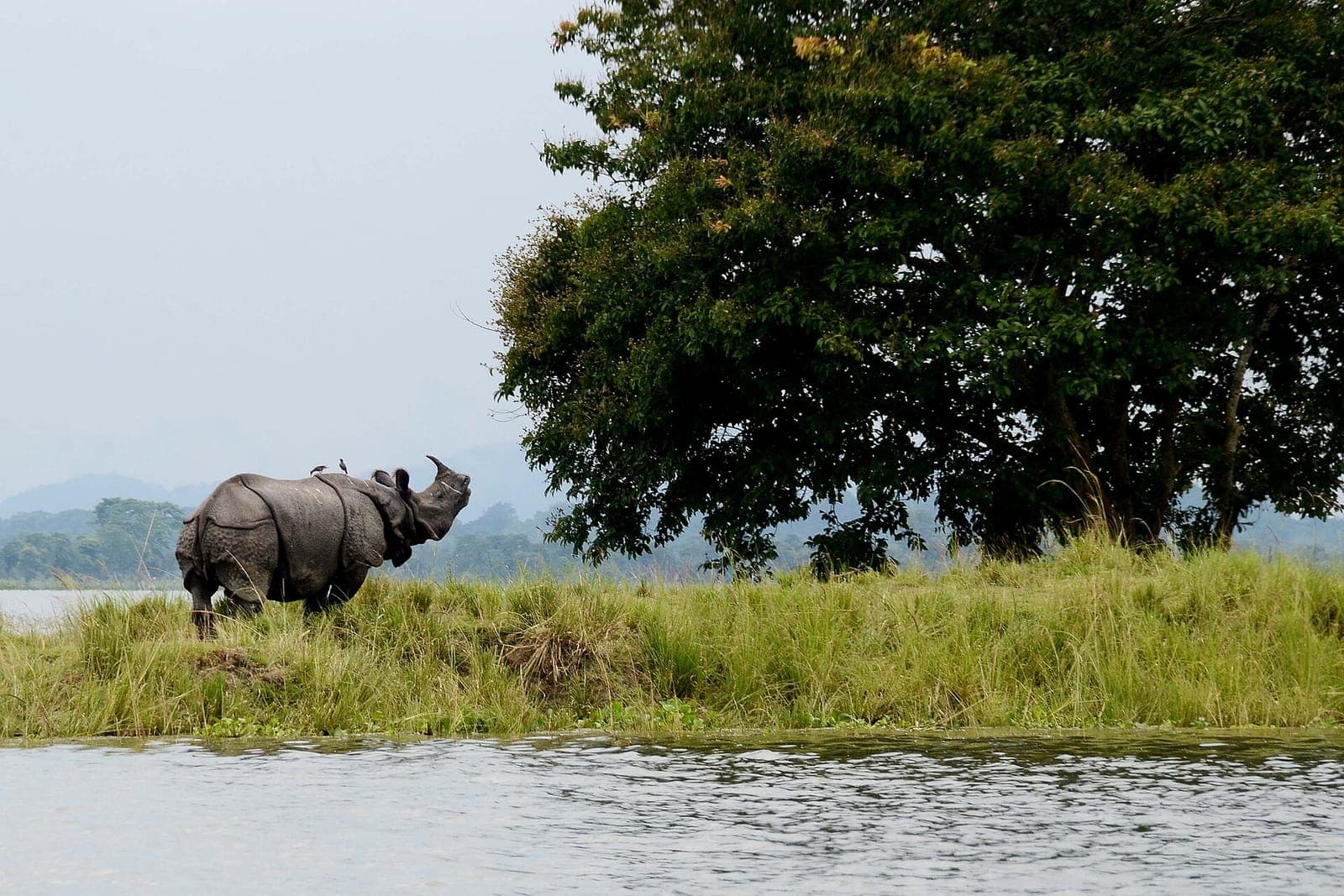 Kaziranga, north east india