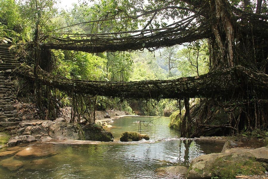 Living root bridges, North East India — Cherrapunji's bridges, grown not built.