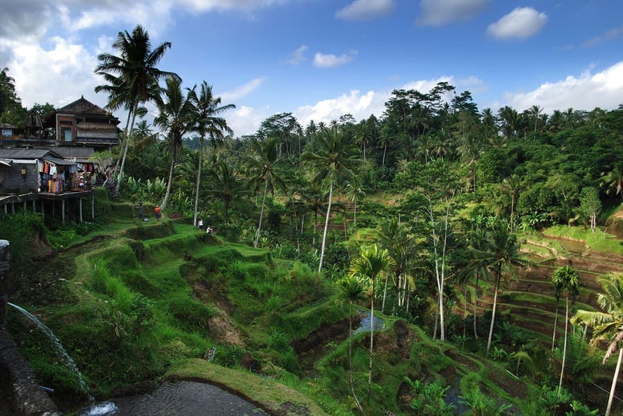Tegalalang rice terraces, Bali — Green steps cut into the hillside.