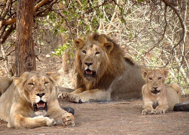 Gir National Park, Gujarat — The last wild Asiatic lions.