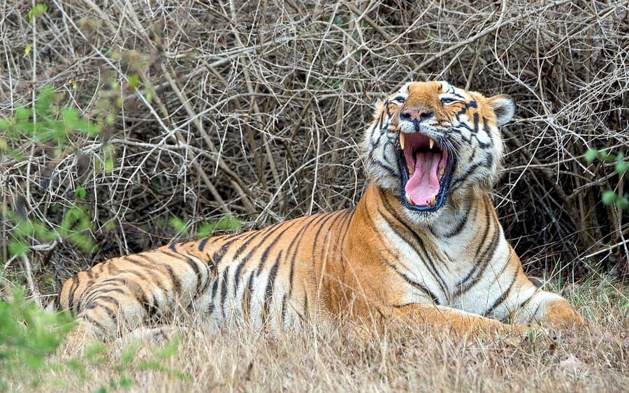 Bandipur National Park, Karnataka — Tigers, elephants and the Nilgiri edge.