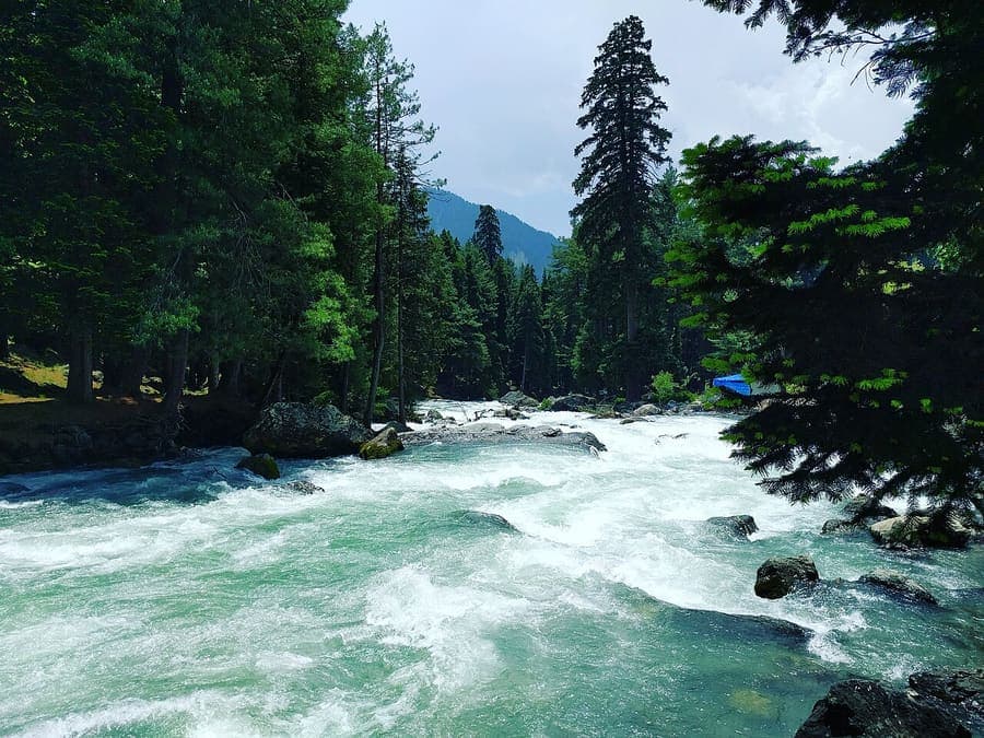 Pahalgam, Kashmir — Lidder valley pines and the Amarnath trailhead.