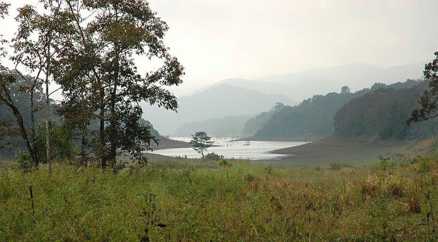 Periyar, Kerala — Elephants at the lake's edge in Thekkady.