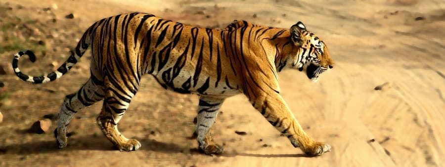 Bandhavgarh, Madhya Pradesh — One of India's densest tiger populations.