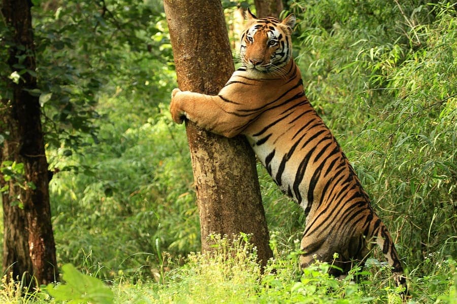 Kanha National Park, Madhya Pradesh — The sal forests that inspired the Jungle Book.