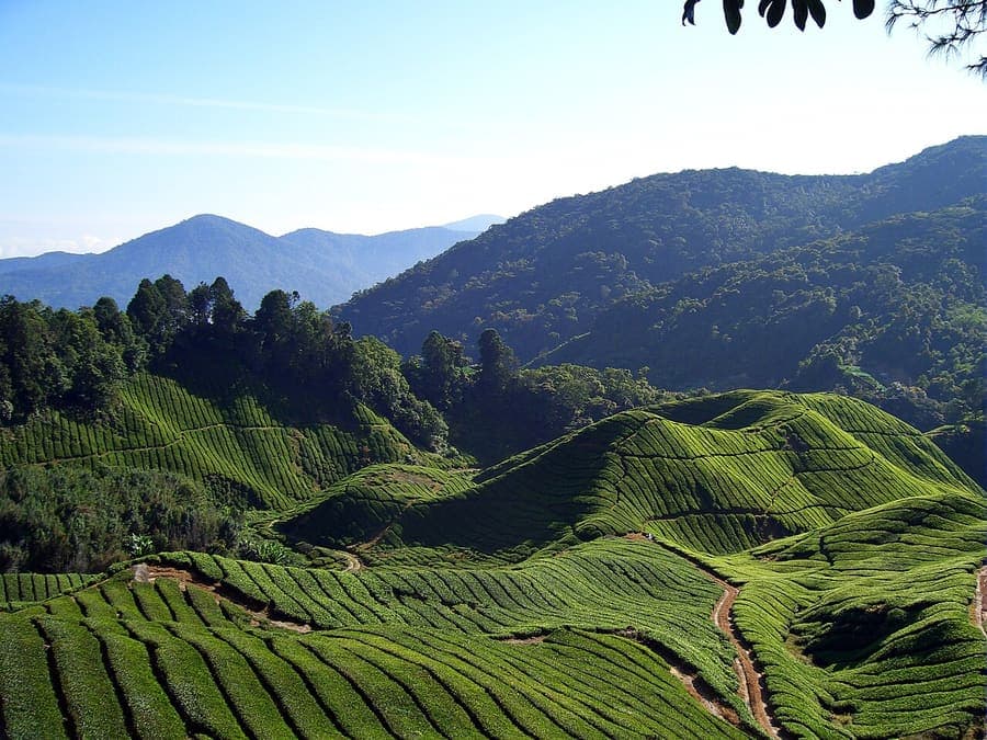 Cameron Highlands, Malaysia — Tea terraces and strawberry farms.