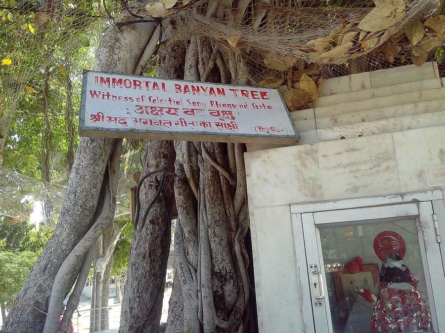 Akshayavat, Prayagraj — The immortal banyan inside the fort.