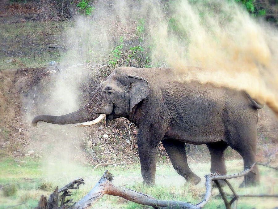 Rajaji National Park, Rishikesh — Forest and elephants at the edge of town.