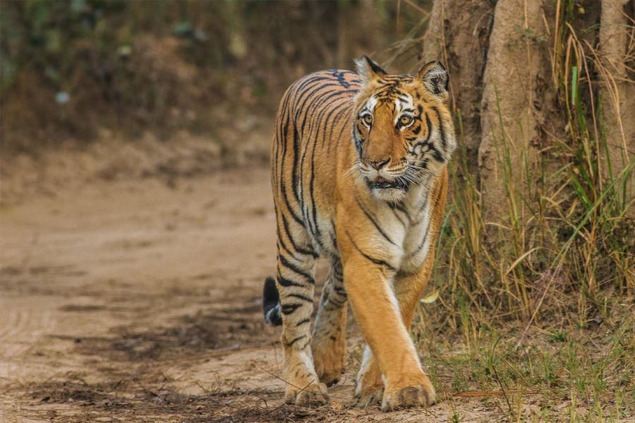 Jim Corbett National Park, Uttarakhand — India's oldest park, and its tigers.