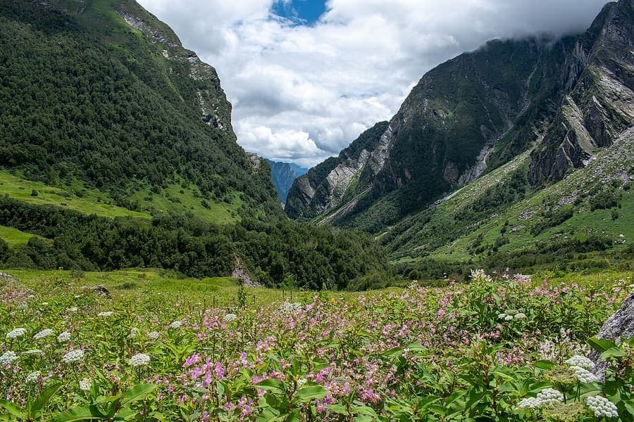 Valley of Flowers, Uttarakhand — A monsoon meadow that blooms in a hundred colours.