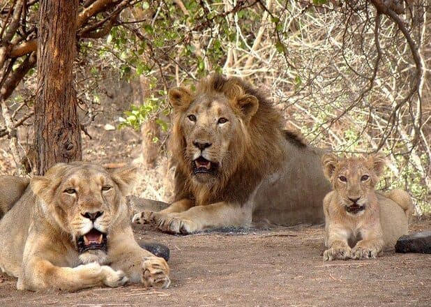 Gir National Park, Gujarat — The last wild Asiatic lions.