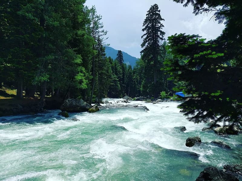 Pahalgam, Kashmir — Lidder valley pines and the Amarnath trailhead.