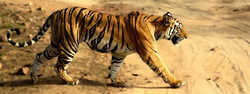 Bandhavgarh, Madhya Pradesh — One of India's densest tiger populations.