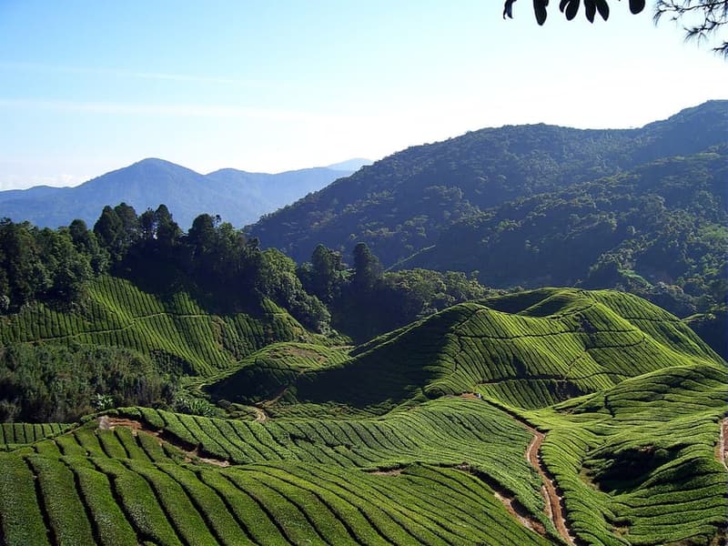 Cameron Highlands, Malaysia — Tea terraces and strawberry farms.